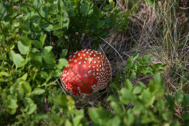 Fliegenpilz