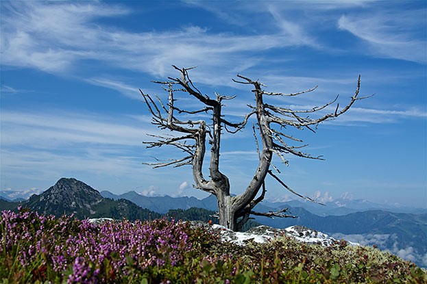 Kraftplatz auf dem Weg zur Karalm