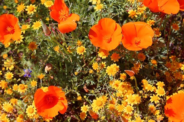 Kalifonrscher Mohn