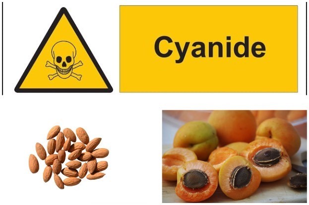 Blausäure oder Cyanid ist in Bittermandeln oder Aprikosenkernen enthalten