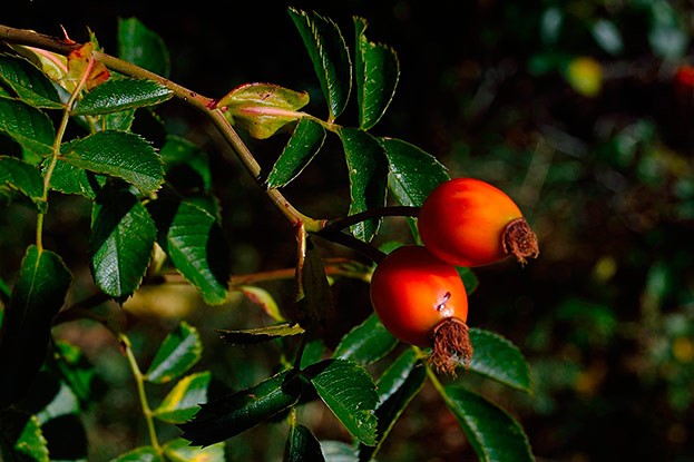 Goji-Beere <> Gemeiner Bocksdorns (Strauch)