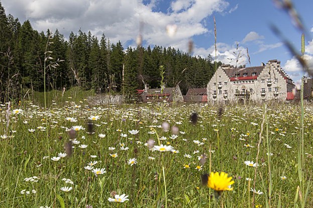 Blühende Sommerwiese vor dem Hotel