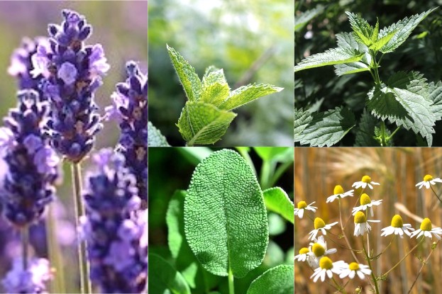 Neben dem Lavendel stehen Pfefferminze, Brennessel, Kamille und Salbei als Kräutertees ganz oben in der Beliebtheitsskala