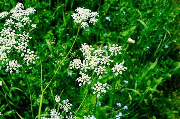 Bibernelle – Pimpinella saxifraga