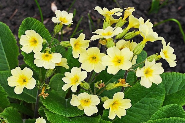 Schlüsselblume – Primula veris