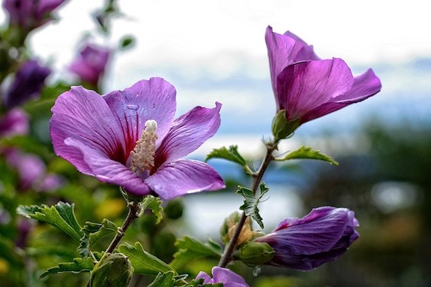 Eibisch – Althaea officinalis