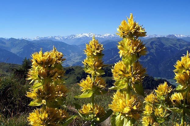 Enzian – Gentiana lutea - Gelber Enzian