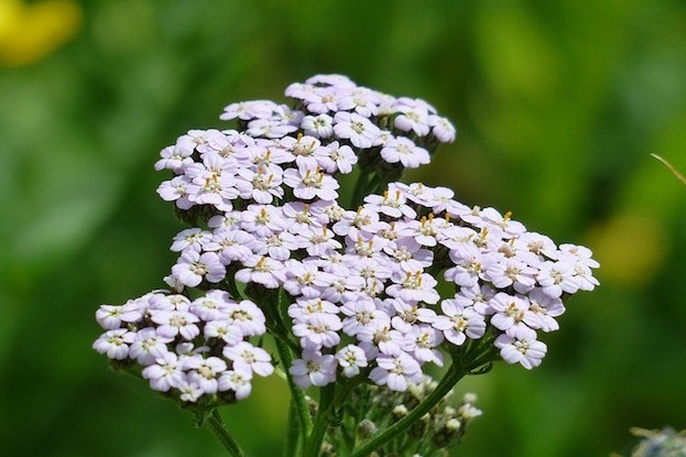 Schafgarbe – Achillea millefolium