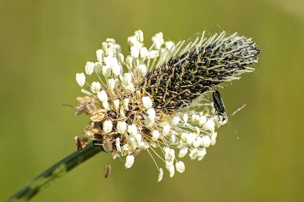 Spitzwegerich – Plantago lanceolata