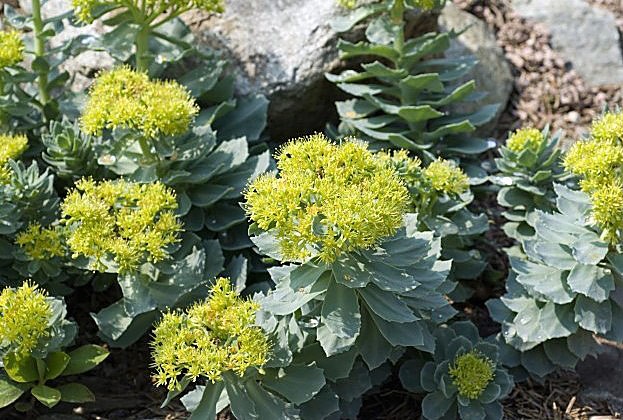 Rosenwurz gedeiht auf kargem Grund