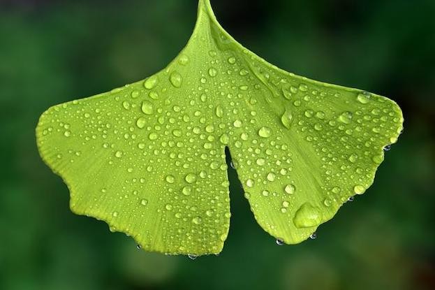 Zweifächriges Blatt des Ginkgo-Baumes