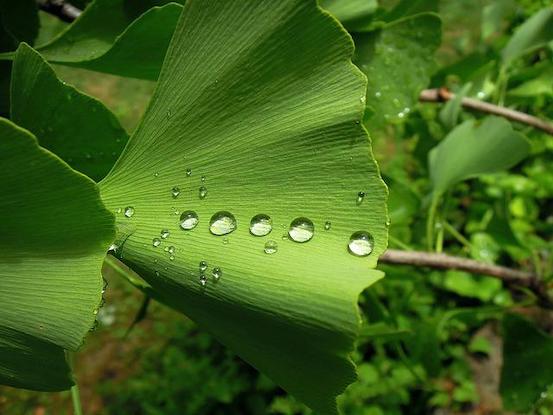 Einfächriges Ginkgo-Blatt