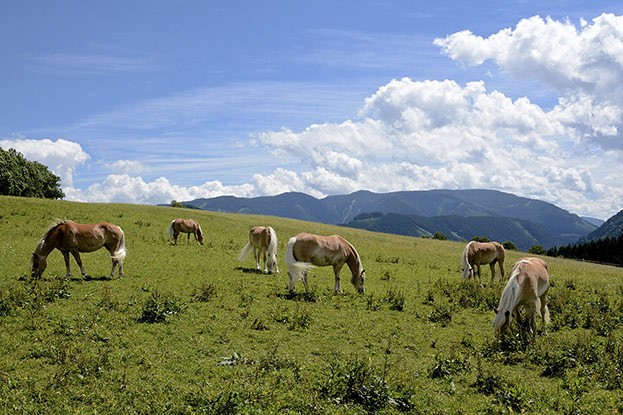 Haflinger Winterstellgut