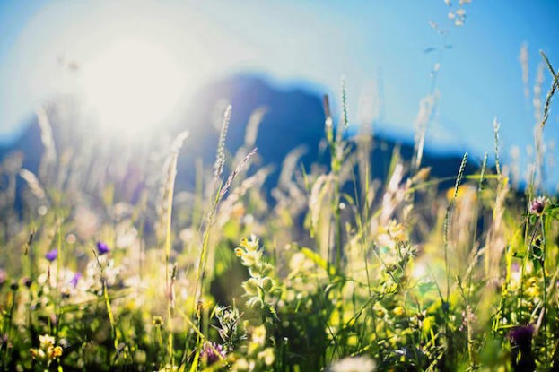 Blumenwiese in Adelboden