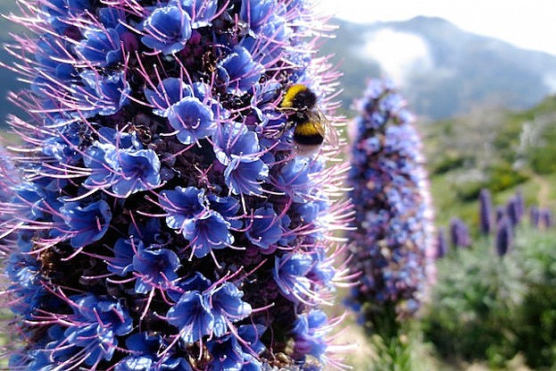 Insel Madeira