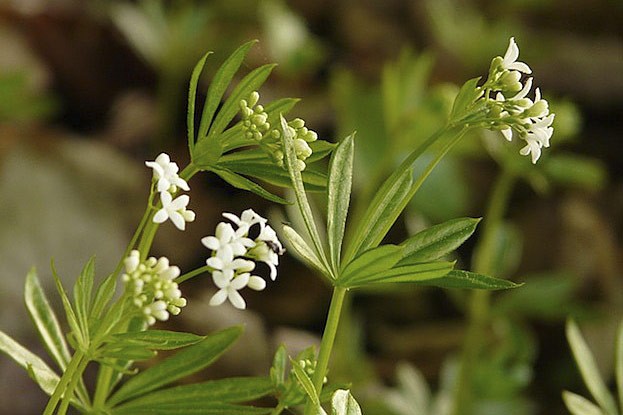 Waldmeister enthält ebenfalls Cumarin