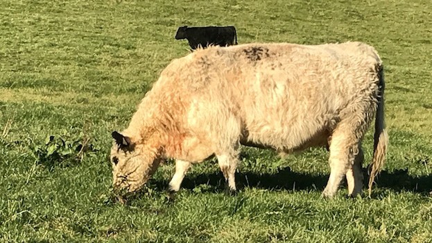 Glückliche Kuh auf der Weide