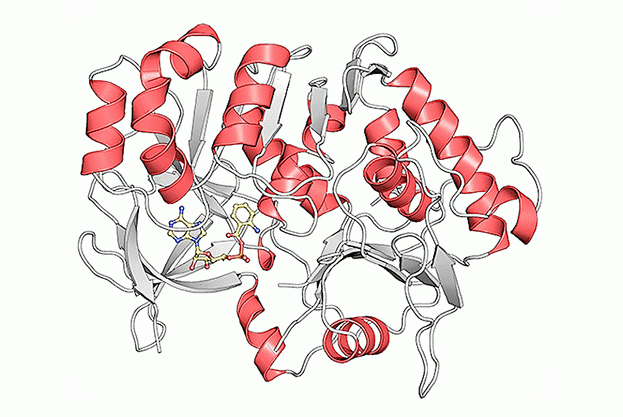 Kristallstruktur des Proteins PqsA in Komplex mit dem Intermediat Anthraniloyl-AMP (gelb), das von PqsA verarbeitet wird.