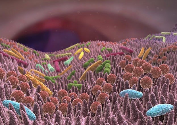 Die Darmflora ist wichtig für die Verdauung, die Abwehr von gefährlichen Keimen und Giften und die Funktionsfähigkeit des Immunsystems