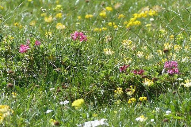 Heublumenwiesen sind nicht nur eine Augenweide, sondern auch sehr gesund