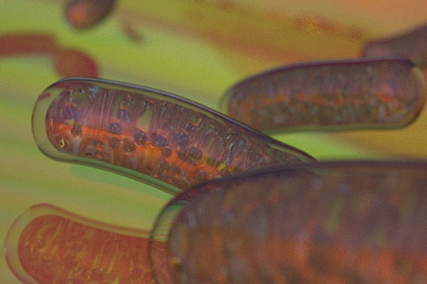 Mitochondrien (rot) sind die Kraftwerke der Zelle