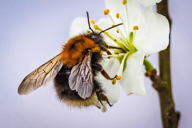 Schön - aber gefährlich: Die Hummel