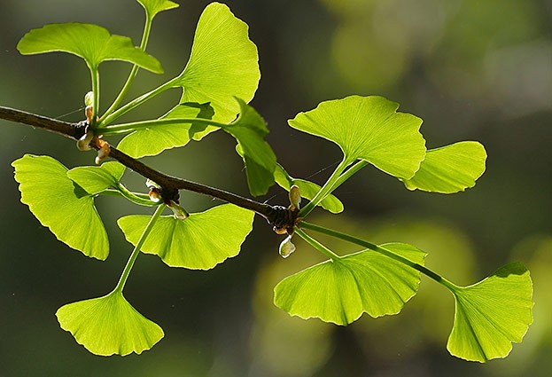 Ginkgo Blätter