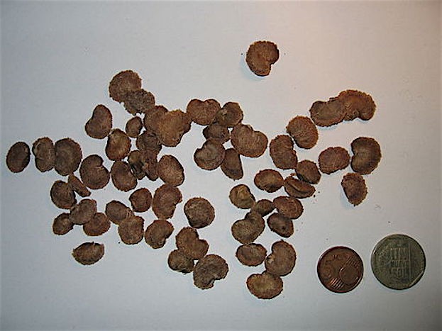 Camu-Camu-Samen im Vergleich zu peruanischen Münzen