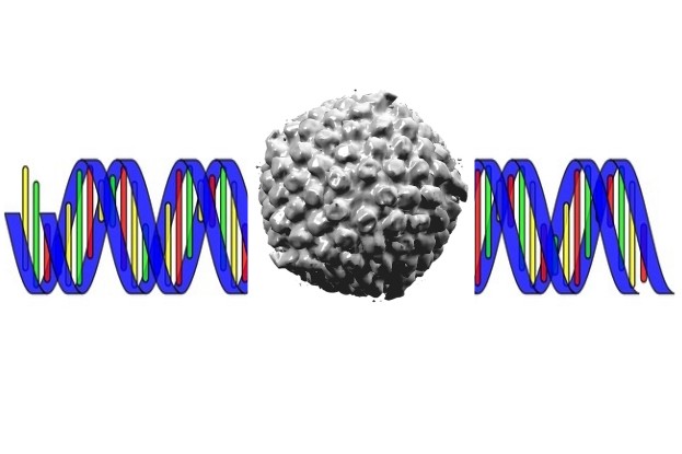 DNA und Herpes-Simplex-Virus
