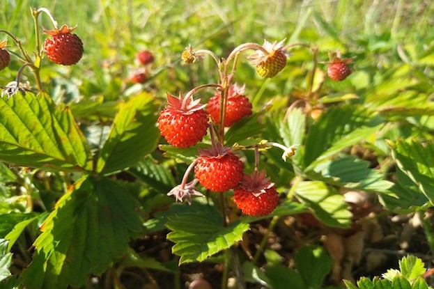 Erdbeeren fühlen sich in der Nähe von Hecken besonders wohl