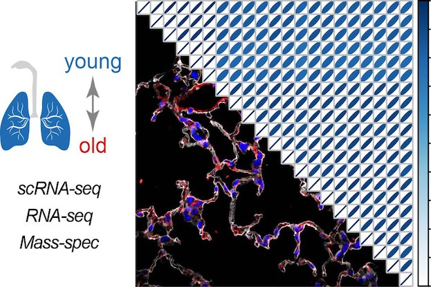 Multi-omics Analyse der Lungenalterung