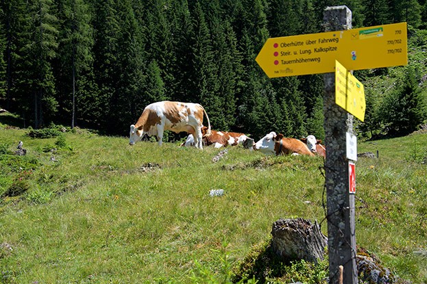 Weg zur Oberhütte