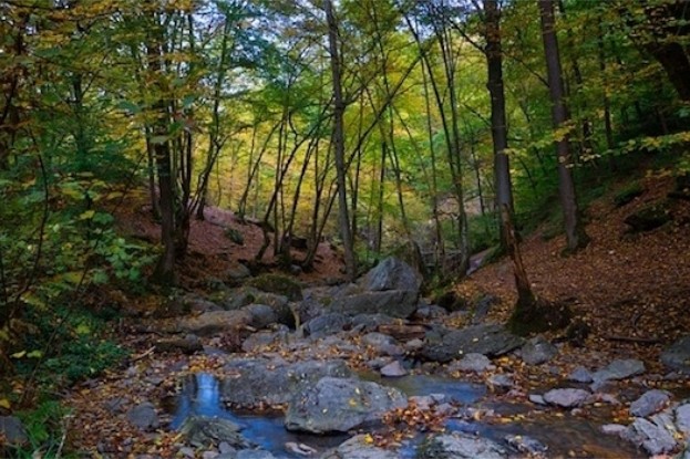 Wald in den Ardennen