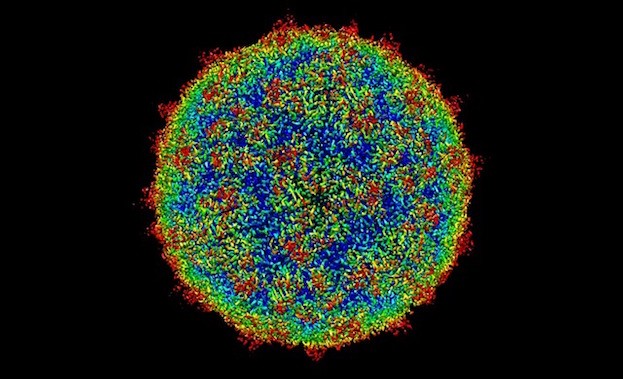 Humanes Rhinovirus