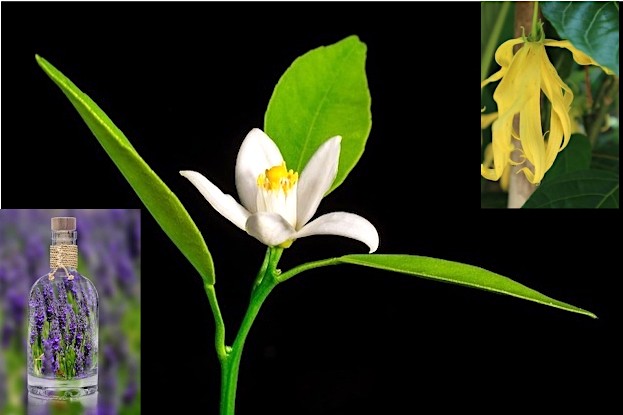 Lavendelblüte, Neroli (Orangenblüte) und Ylang-Ylang fördern gesunden Schlaf