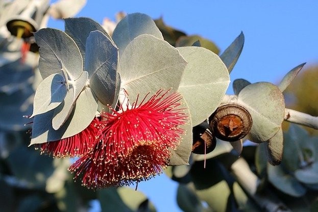 Eukalyptus-Baum mit Blüte und Stempel