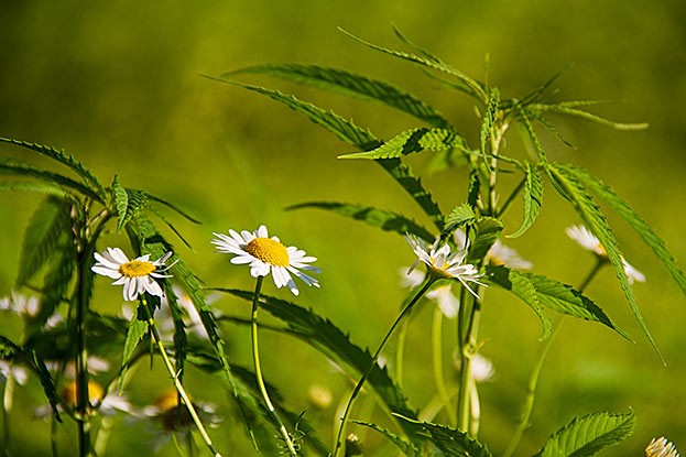 Pflanzen und Heilkräuter sind ein wichtiger Bestandteil der Medizin.