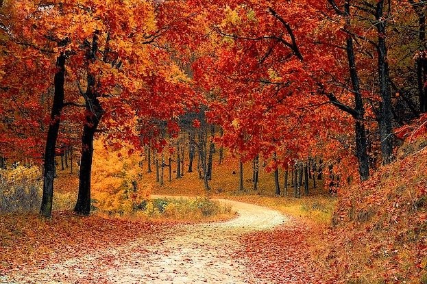 Traumhaft schön - der Herbstwald