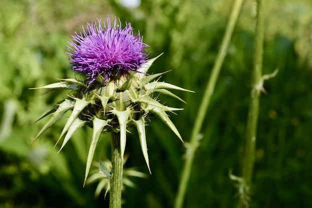 Silybum marianum - Mariendistel