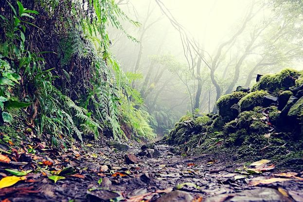 Urwald Anaga Gebirge Teneriffa