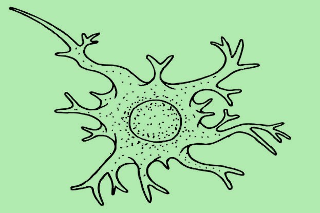 Dendritische Immunzelle