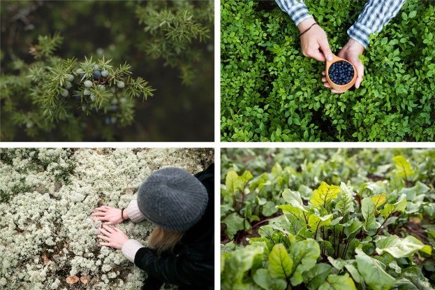 Wacholderbeeren, Blaubeerpflücken, Rentierflechten, Rote Bete-Blätter