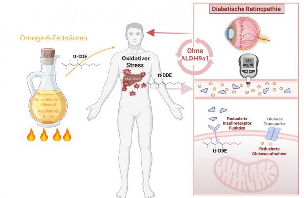 Omega-6-Fettsäuren und Herz-Kreislauferkrankungen