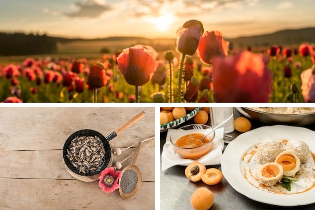 Mohnfeld, Mohnnudeln und Marillenknödel 