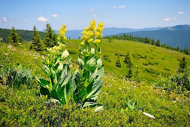 Gelber Enzian (Gentiana lutea L.)