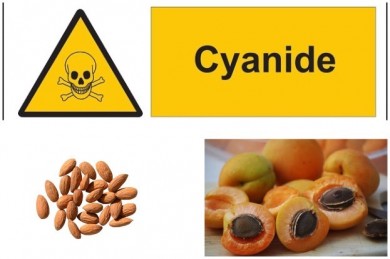 Blausäure oder Cyanid ist in Bittermandeln oder Aprikosenkernen enthalten - Pixabay