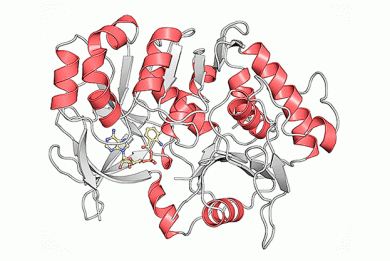 Kristallstruktur des Proteins PqsA in Komplex mit dem Intermediat Anthraniloyl-AMP (gelb), das von PqsA verarbeitet wird. - ©HZI / Florian Witzgall