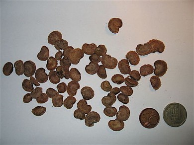 Camu-Camu-Samen im Vergleich zu peruanischen Münzen - ©Wikipedia_Gemeinfrei