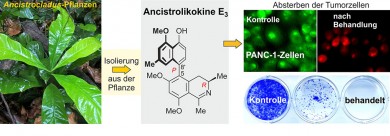 Von der Pflanze zum Wirkstoff – Ancistrolikokin E3 hemmt das Wachstum und die Kolonie-Bildung von Bauchspeicheldrüsenkrebszellen. - ©Sévérin Muyisa / Suresh Awale