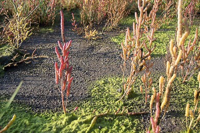 Queller (Salicornia europaea) - Jürgen Howaldt (https://commons.wikimedia.org/wiki/File:Salicornia_europaea-(Queller)_02.jpg), „Salicornia europaea-(Queller) 02“, https://creativecommons.org/licenses/by-sa/2.0/de/legalcode 